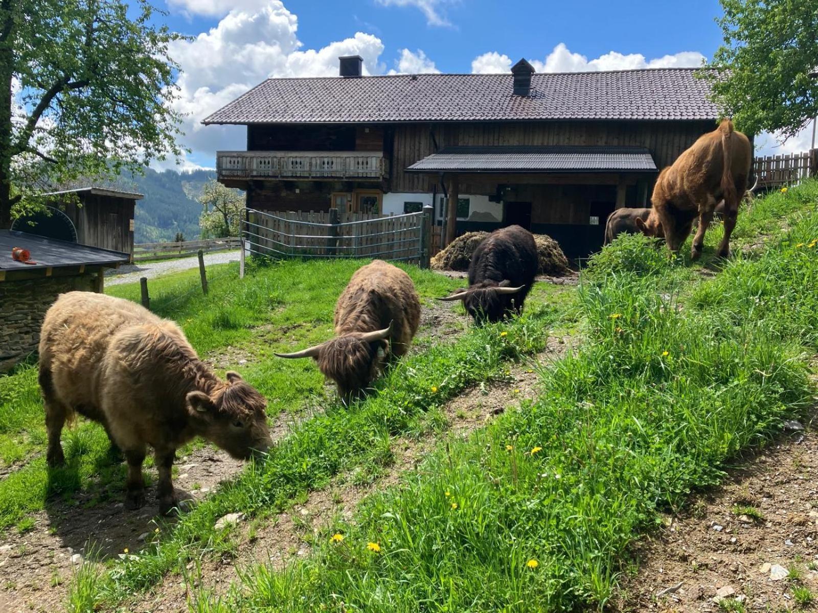 Landhaus Hochkoenig Mühlbach am Hochkönig Esterno foto